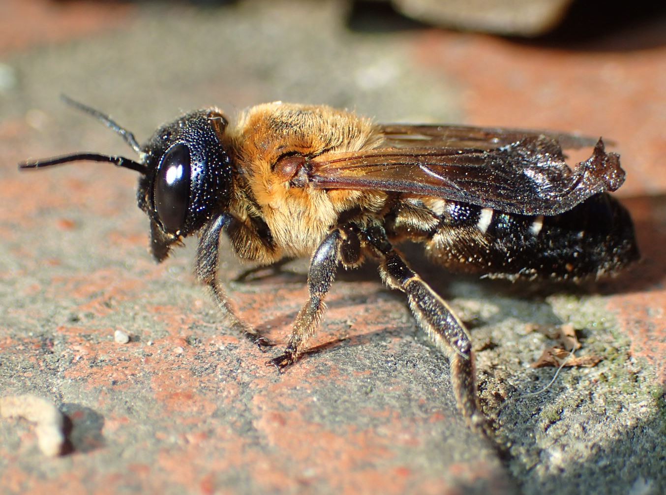 Apona ferita: Megachile sculpturalis (Apidae Megachilinae)